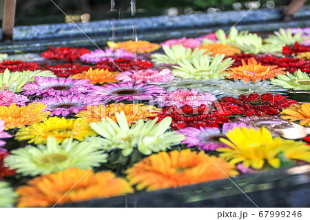 福岡 春日神社の花手水の写真素材