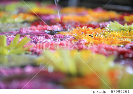 福岡 春日神社の花手水の写真素材