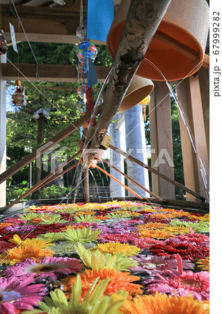 福岡・春日神社の花手水 67999282