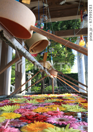 福岡・春日神社の花手水 福岡・春日神社の花手水 67999283