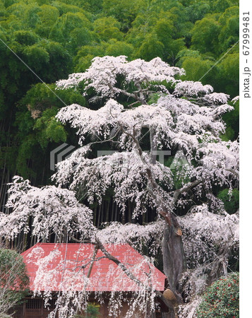 一本桜 - 雪村庵の雪村桜 （2020年） 67999481