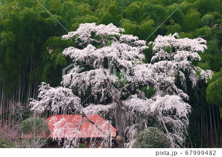 一本桜 - 雪村庵の雪村桜 (2020年) 一本桜 - 雪村庵の雪村桜 (2020年) 67999482