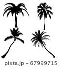 set palm trees isolate on white background 67999715