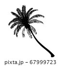 palm tree isolate on white background 67999723