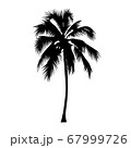 palm tree isolate on white background 67999726