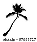palm tree isolate on white background 67999727