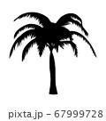 palm tree isolate on white background 67999728