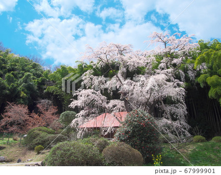 一本桜 - 雪村庵の雪村桜 (2020年) 一本桜 - 雪村庵の雪村桜 (2020年) 67999901