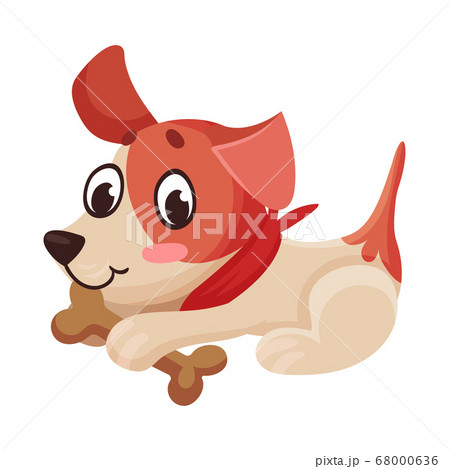 Short Legged Jack Russell Terrier Character Sitting with Bone in Its Mouth and Wriggling Tail Vector Illustration Short Legged Jack Russell Terrier Character Sitting with Bone in Its Mouth and Wriggling Tail Vector Illustration 68000636
