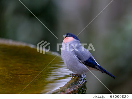 バードバスで遊ぶウソ 68000820