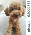 見つめてくるワンコ 68000835