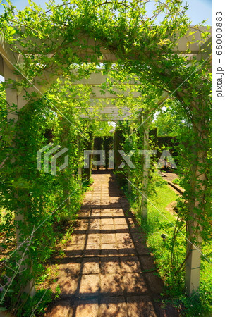 名古屋港ワイルドフラワーガーデン ブルーボネット 新緑の通路 名古屋港ワイルドフラワーガーデン ブルーボネット 新緑の通路 68000883