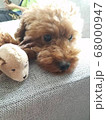 ソファーにもたれる犬 68000947