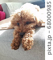 ソファーから見下ろす犬 68000985