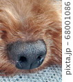 犬の鼻 68001086