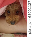 布団の中から覗く犬 68001127