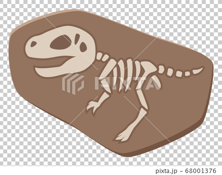 かわいい恐竜の化石のイラスト フクイサウルス 福井竜のイラスト素材