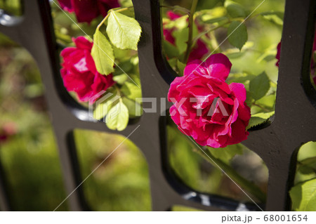 バラの花 バラ 葉 68001654