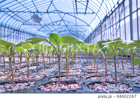 果てしなく続くブロッコリーの苗 68002267