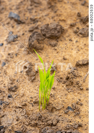Young rice sprout ready to growing in the rice field Young rice sprout ready to growing in the rice field 68002639