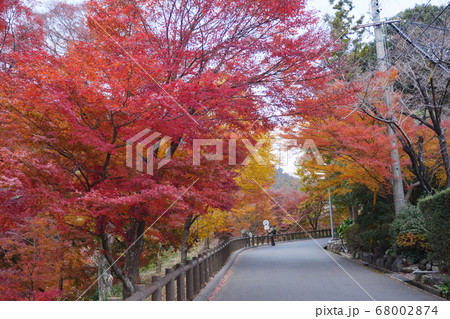 水沢もみじ谷の紅葉に包まれる道の写真素材