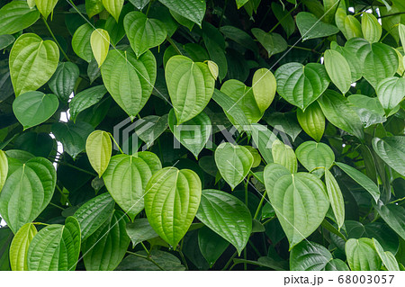 Pepper leaves , Top full screen view of leaves Pepper leaves , Top full screen view of leaves 68003057