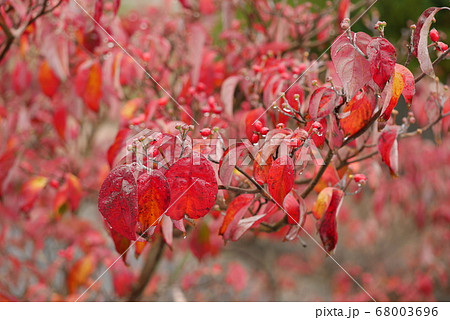 ハナミズキ紅葉の写真素材