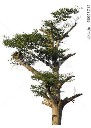 Tree isolated on white background. Tree isolated on white background. 68003712
