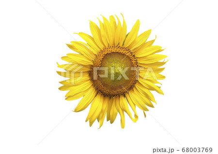 Flower, sunflower isolated on white background. Flower, sunflower isolated on white background. 68003769