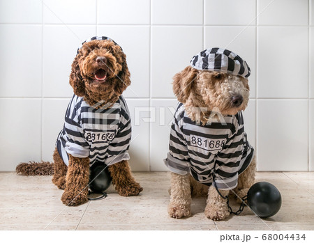 cute dogs in his jail house rock clothes cute dogs in his jail house rock clothes 68004434