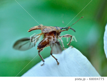 　飛び立つゾウムシ 68004775