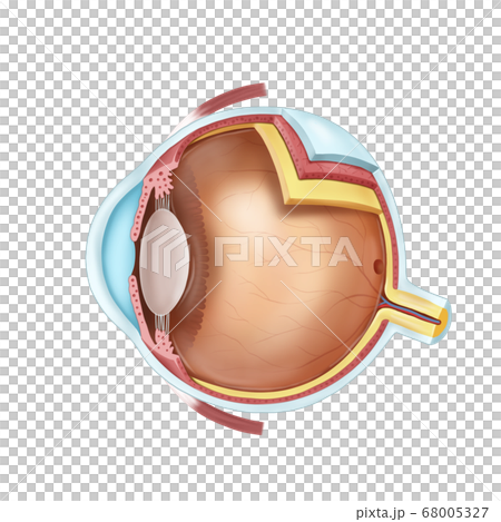 Structure of the eye 68005327