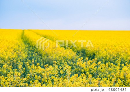 Field of bright yellow rapeseed in spring Field of bright yellow rapeseed in spring 68005485
