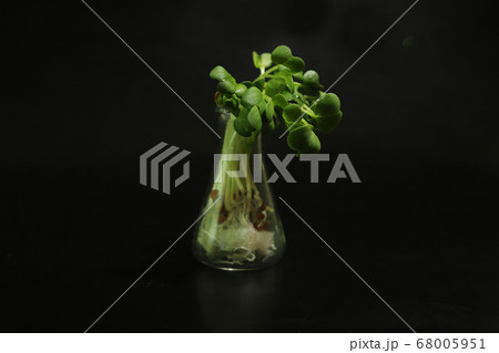 黒背景のカイワレ大根 68005951