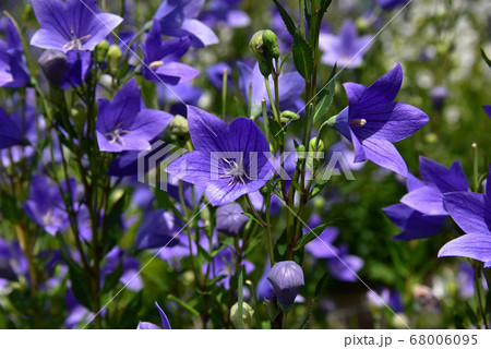 香勝寺のキキョウ 68006095