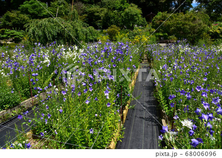 香勝寺のキキョウ 68006096