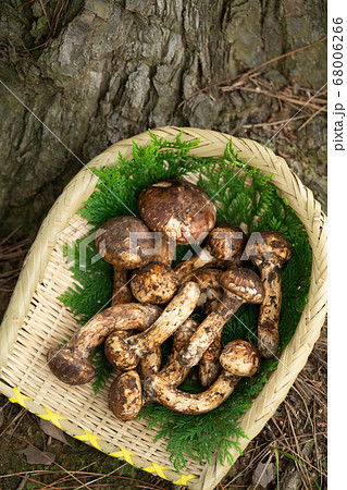 Matsutake mushrooms placed at the root of a - Stock Photo