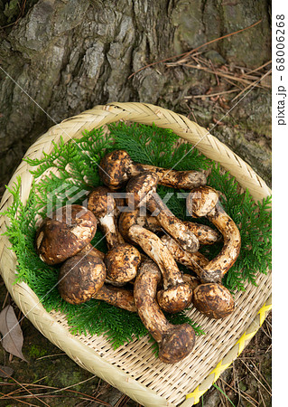 Matsutake mushrooms placed at the root of a - Stock Photo