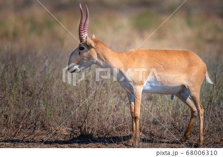 Saiga antelope or Saiga tatarica in steppe Saiga antelope or Saiga tatarica in steppe 68006310
