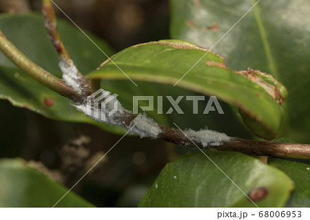 アオバハゴロモ幼虫  68006953