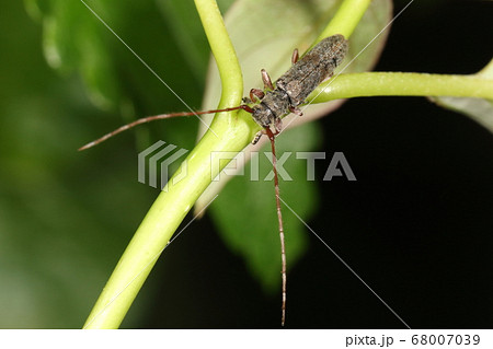 生き物　昆虫　シナノクロフカミキリ、地味な色合いのまだら模様。触角は翅先を超えます 68007039