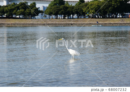 ダイサギ 68007232