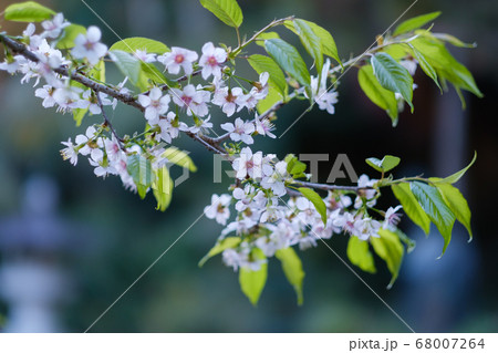 ヒマラヤザクラ 68007264