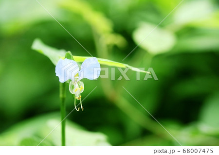 花弁が水色のツユクサ(露草) 花弁が水色のツユクサ(露草) 68007475