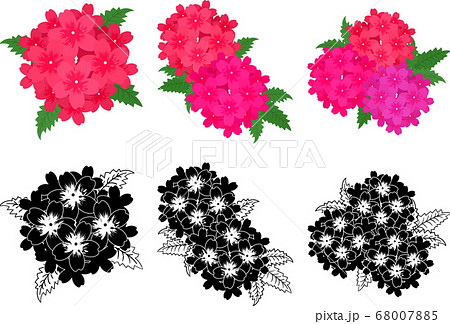 バーベナの可愛いアイコン バーベナの可愛いアイコン 68007885
