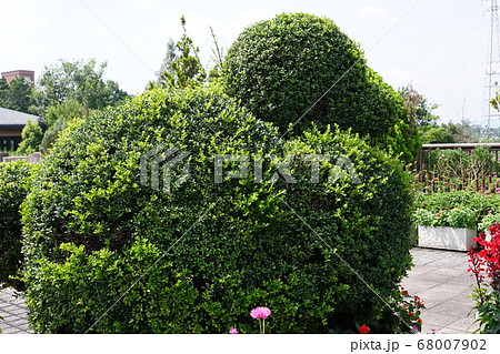 後ろ姿 動物形作り 04の写真素材