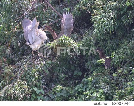 あまり見る機会の少ない、ゴイサギとホシゴイ（親鳥と雛鳥）が一緒にいるところ 68007940