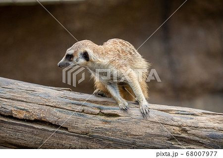 木の上を走るミーアキャット 68007977