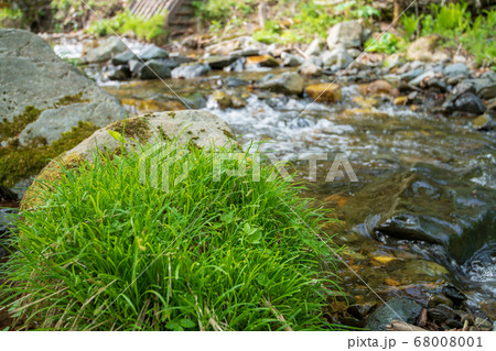 新緑の奥利根水源の森　新緑の左ノ俣沢　ブナ林　群馬県みなかみ町　　 68008001