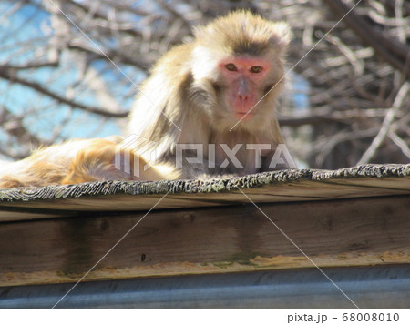 アカゲザル 68008010